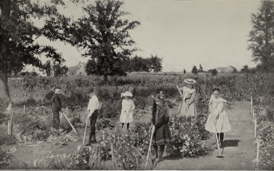 School Garden - North Gower c.1909